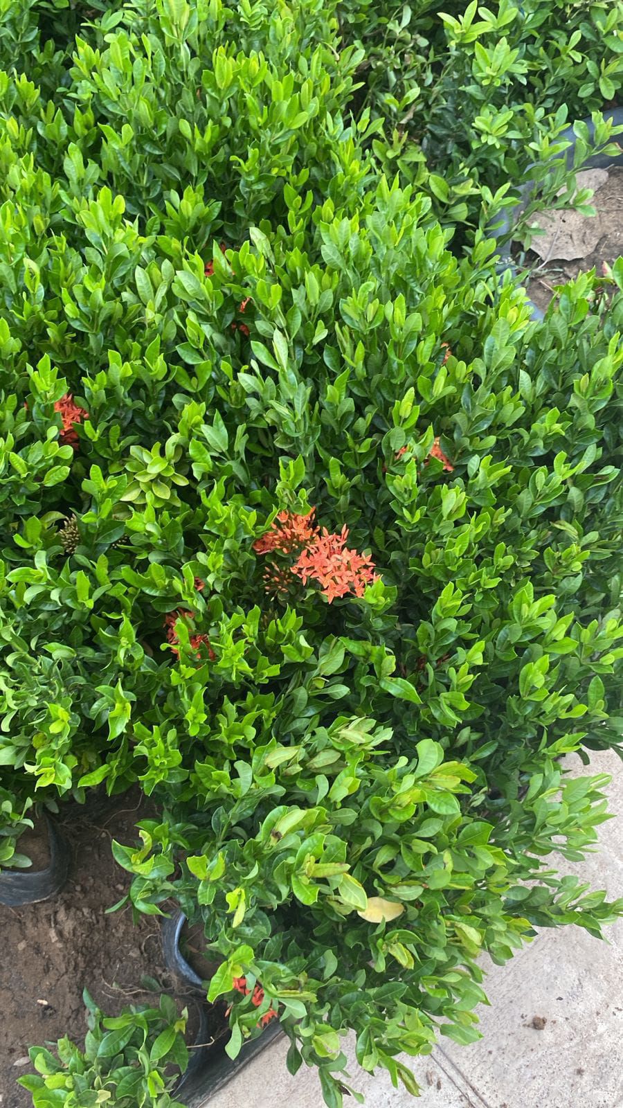 تنسيق حدائق جدة ومكة