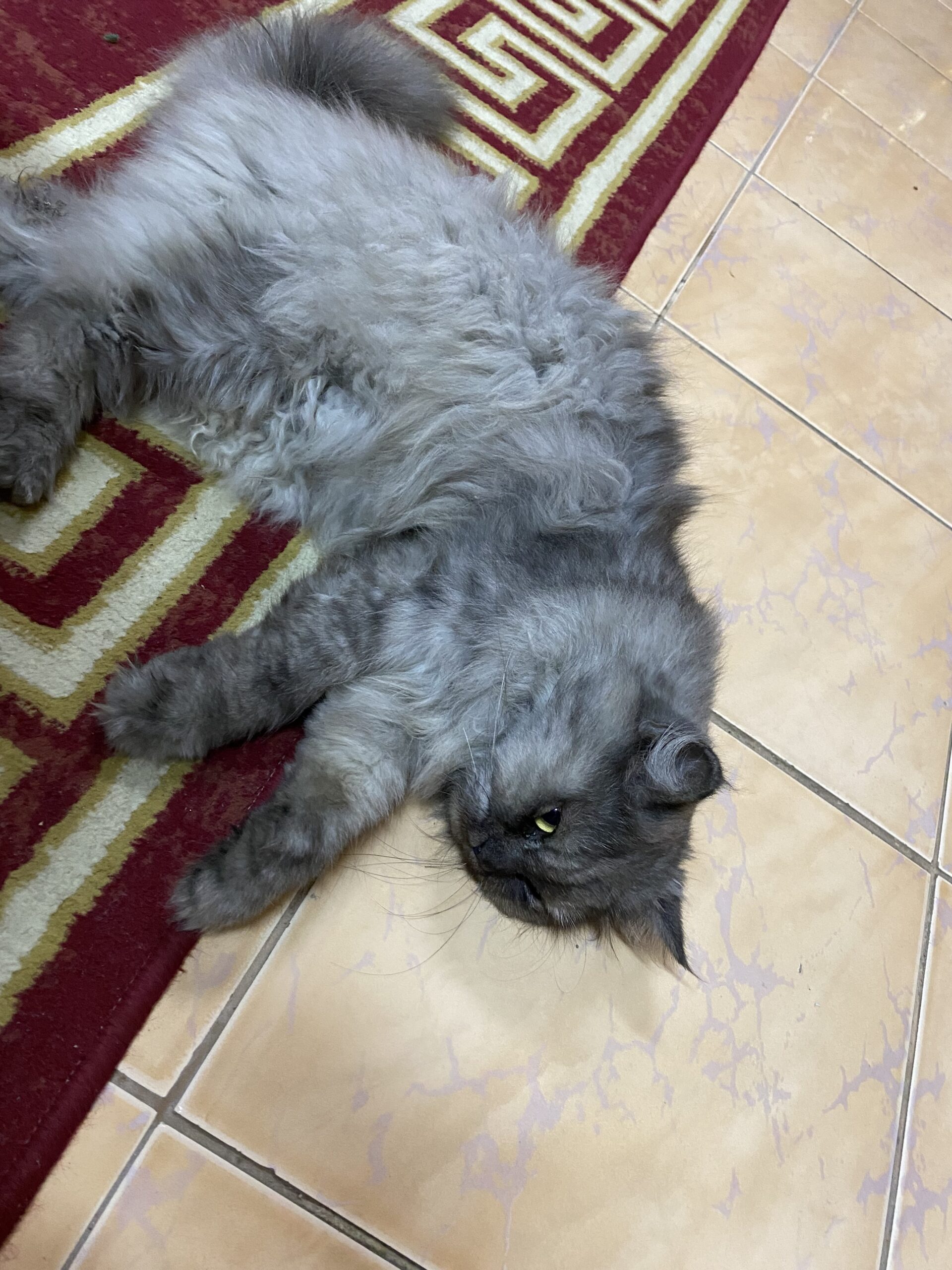 للبيع شرازي