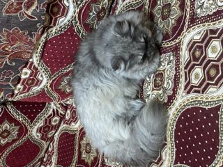 BBA65D97-E5F2-4691-B895-9CED13A543DC