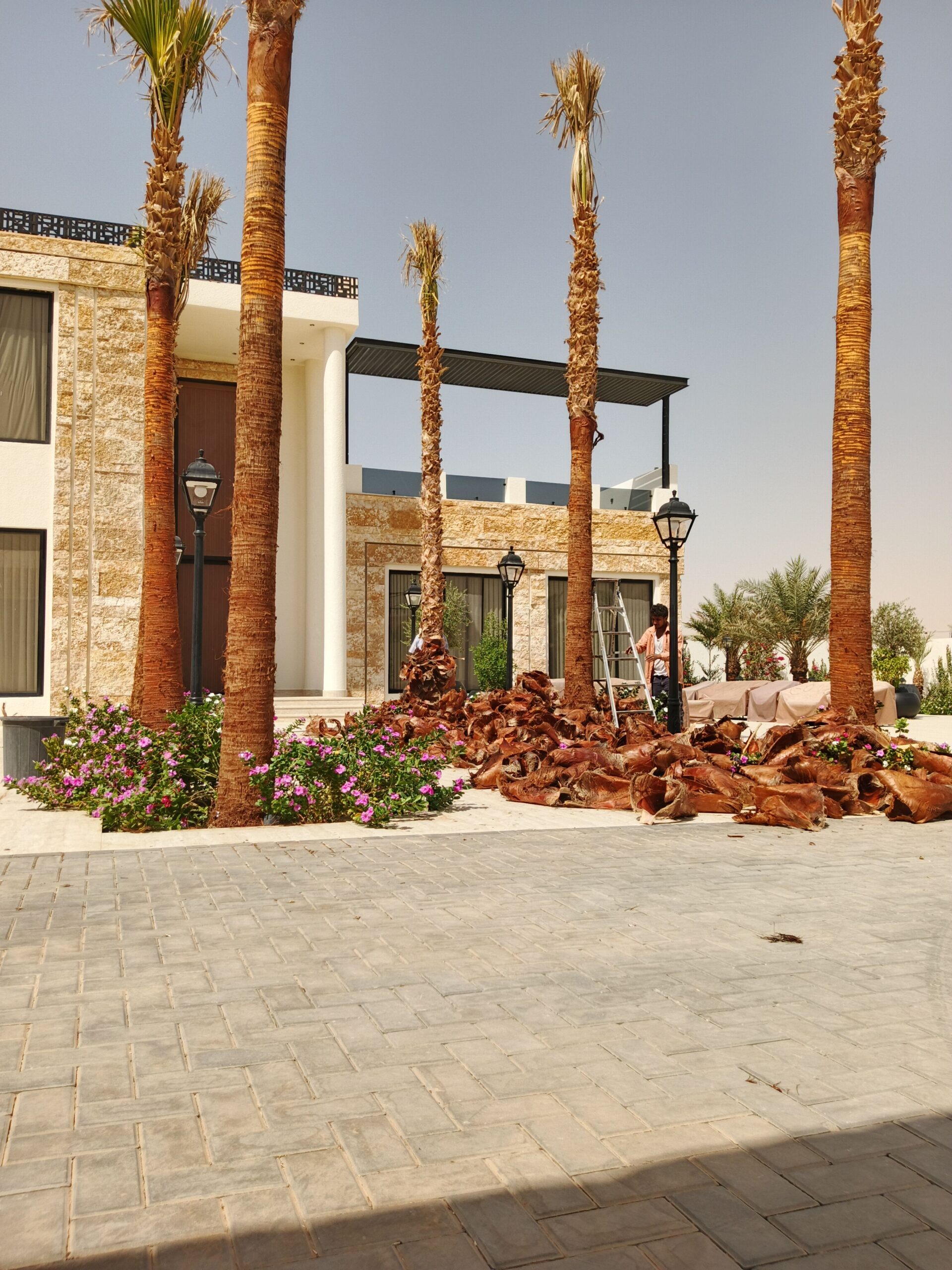 زراعة أشجار الزيتون النخيل ترمناليا اشجار زيتون مع