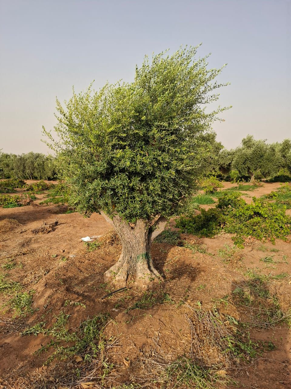 زراعة أشجار الزيتون النخيل ترمناليا اشجار زيتون مع