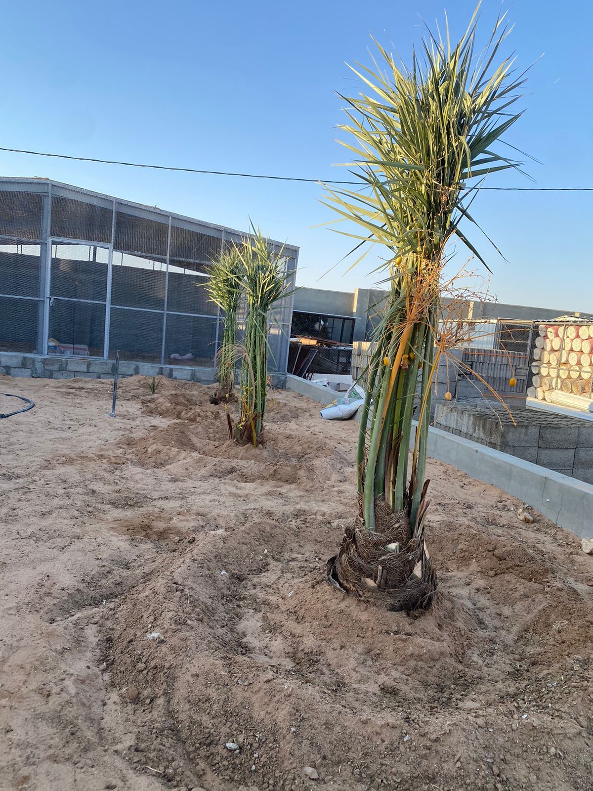 يوجد لدينا جميع انواع النخيل البيع