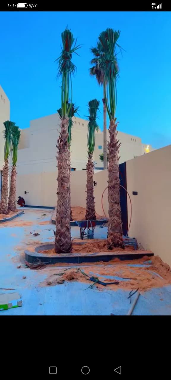نخل للبيع بجميع انواعه وكافت مقاساته المختلفة