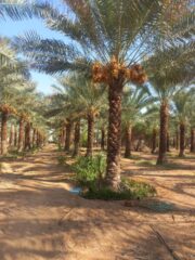 21ebedff-6f0e-4e6e-9a32-279162b4df32