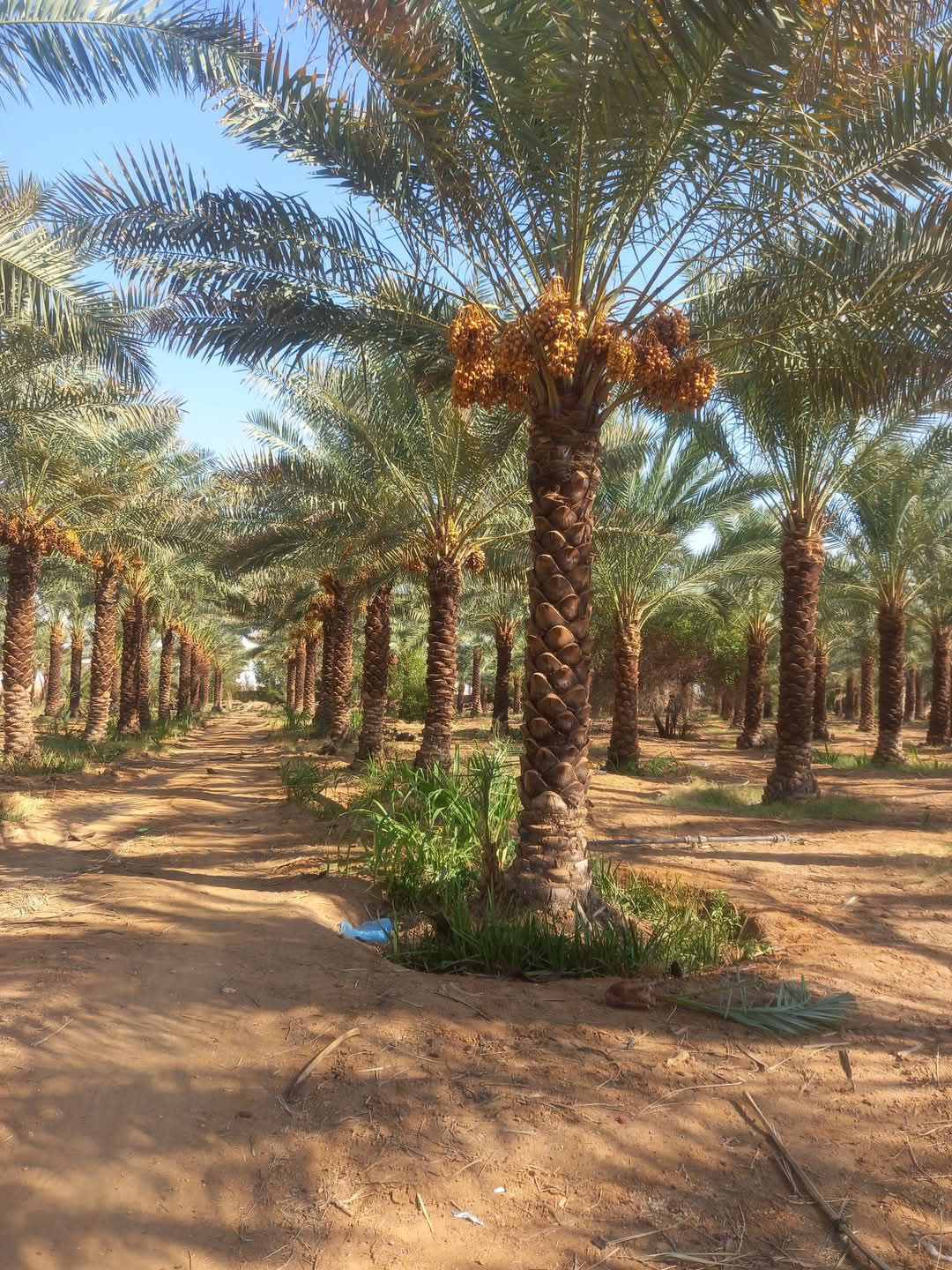 نخل للبيع بجميع انواعه وكافت مقاساته المختلفة