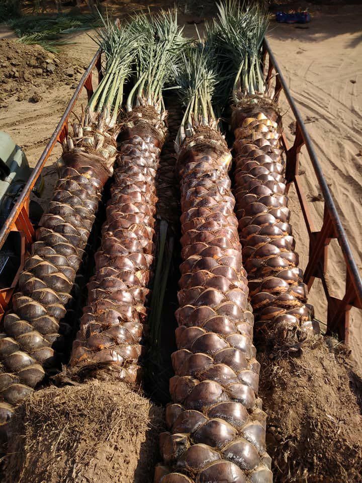 نخل البيع متوحد معنا جمسع الطقسات