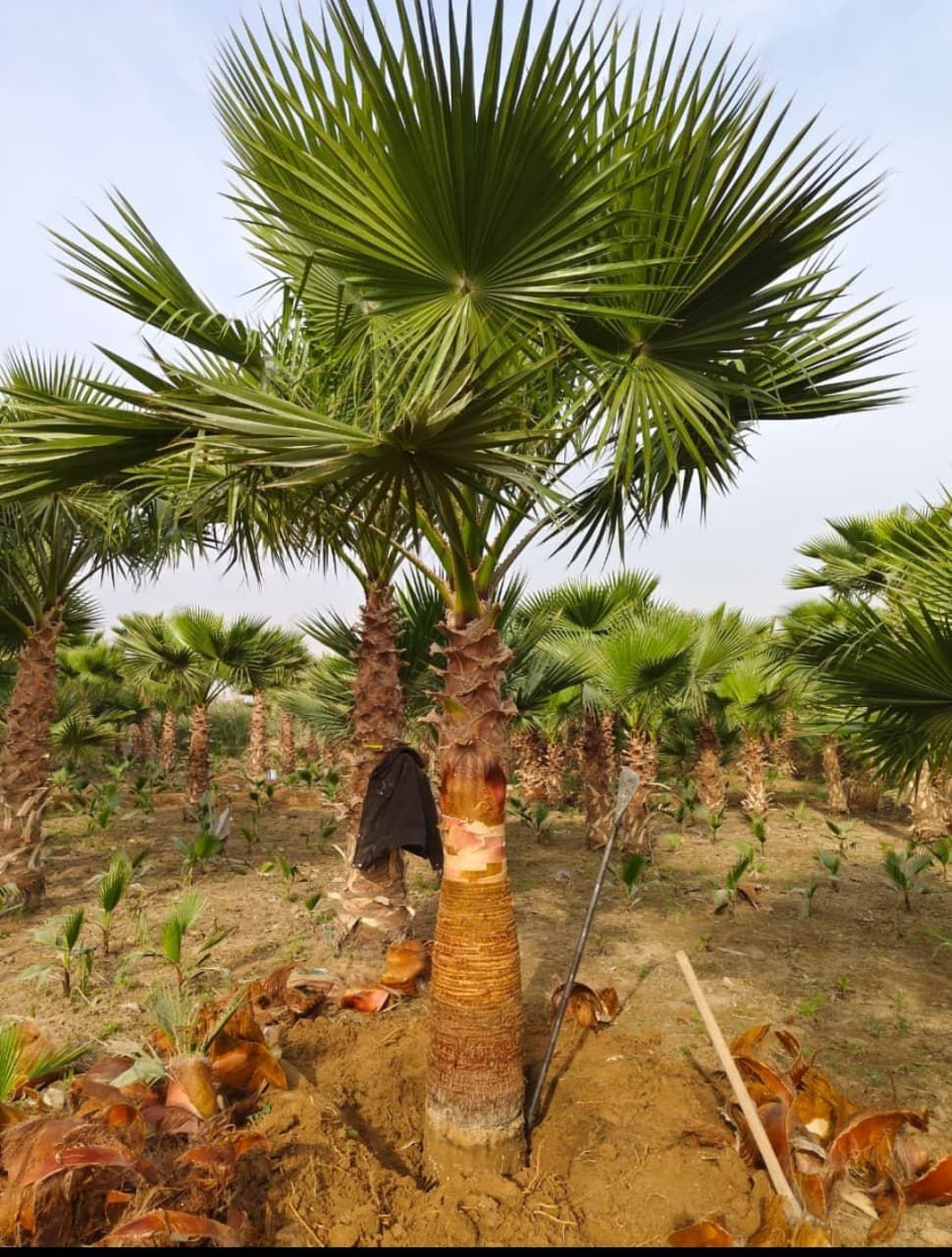 نخل للبيع بجميع انواعه وكافت مقاساته المختلفة