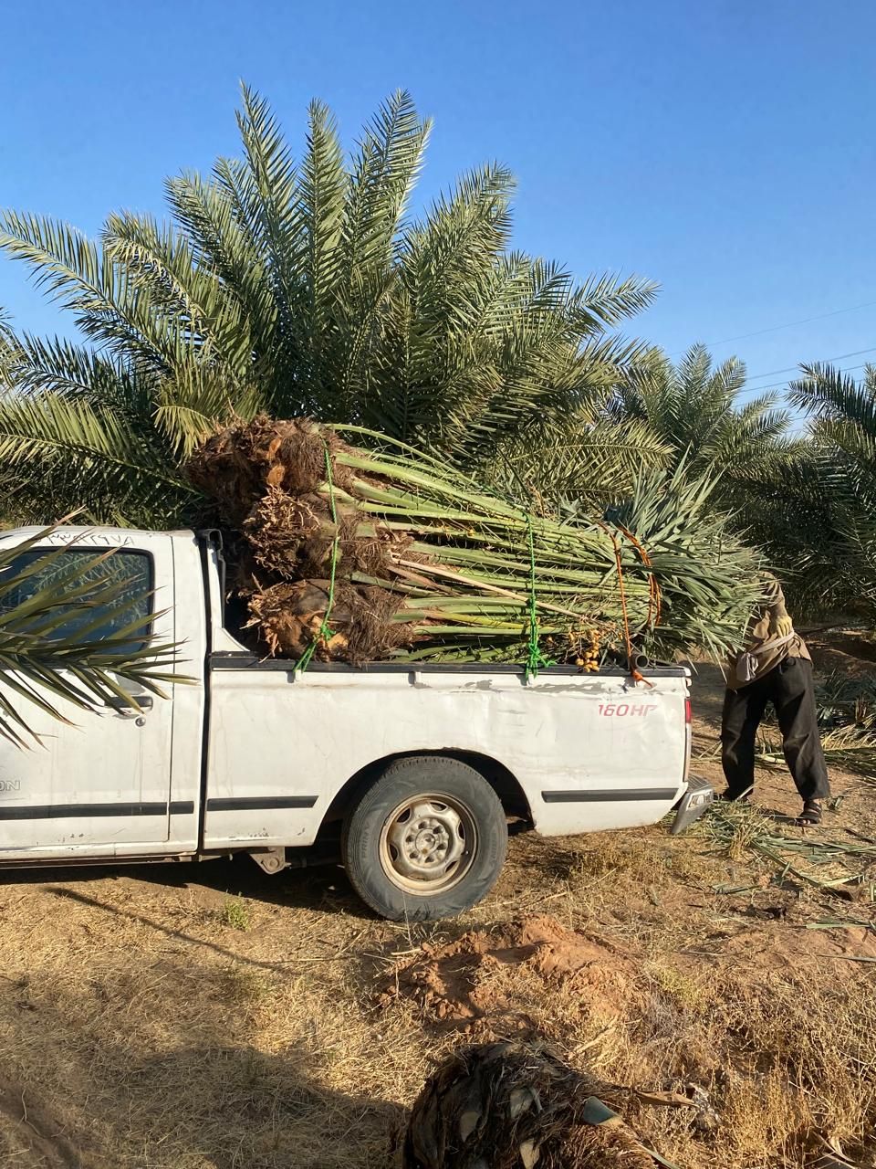 نخل البيع جميع أنواع النخيل إلا جميع مناطق المملكة