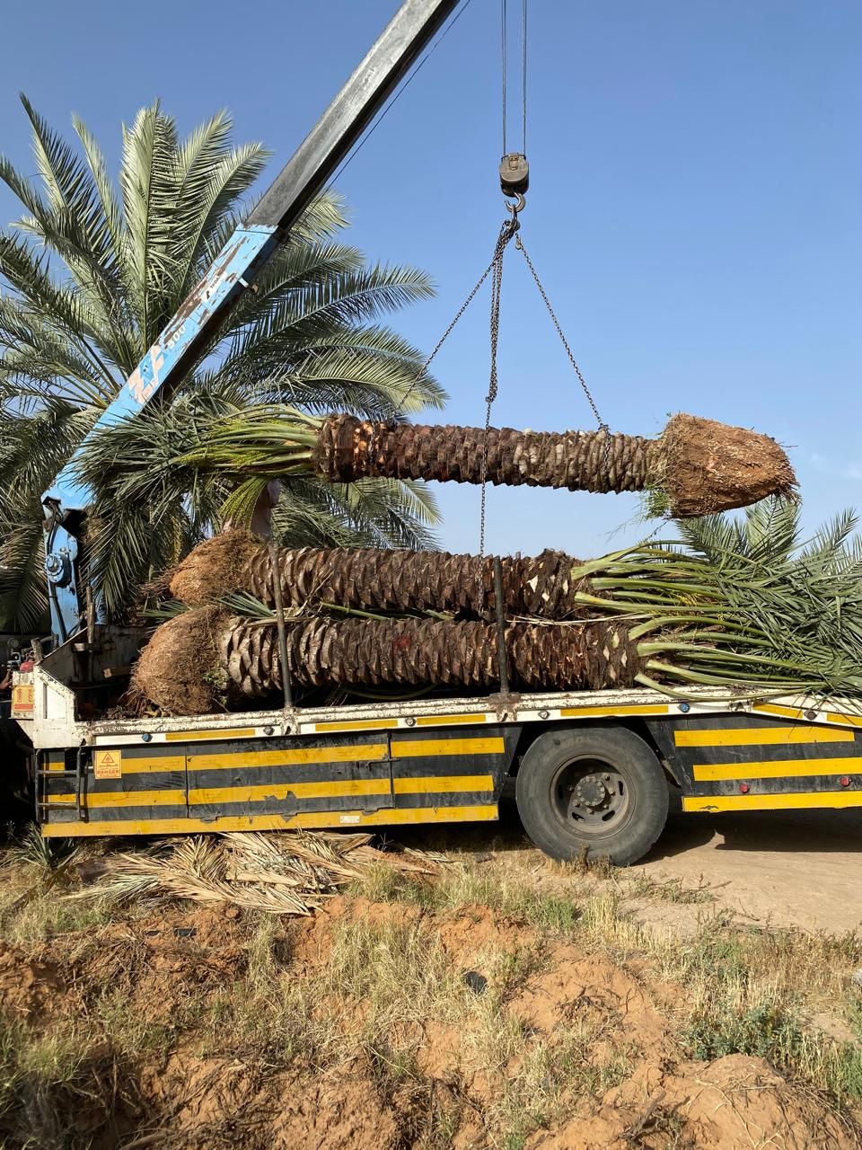 نخل البيع متوحد معنا جمسع الطقسات