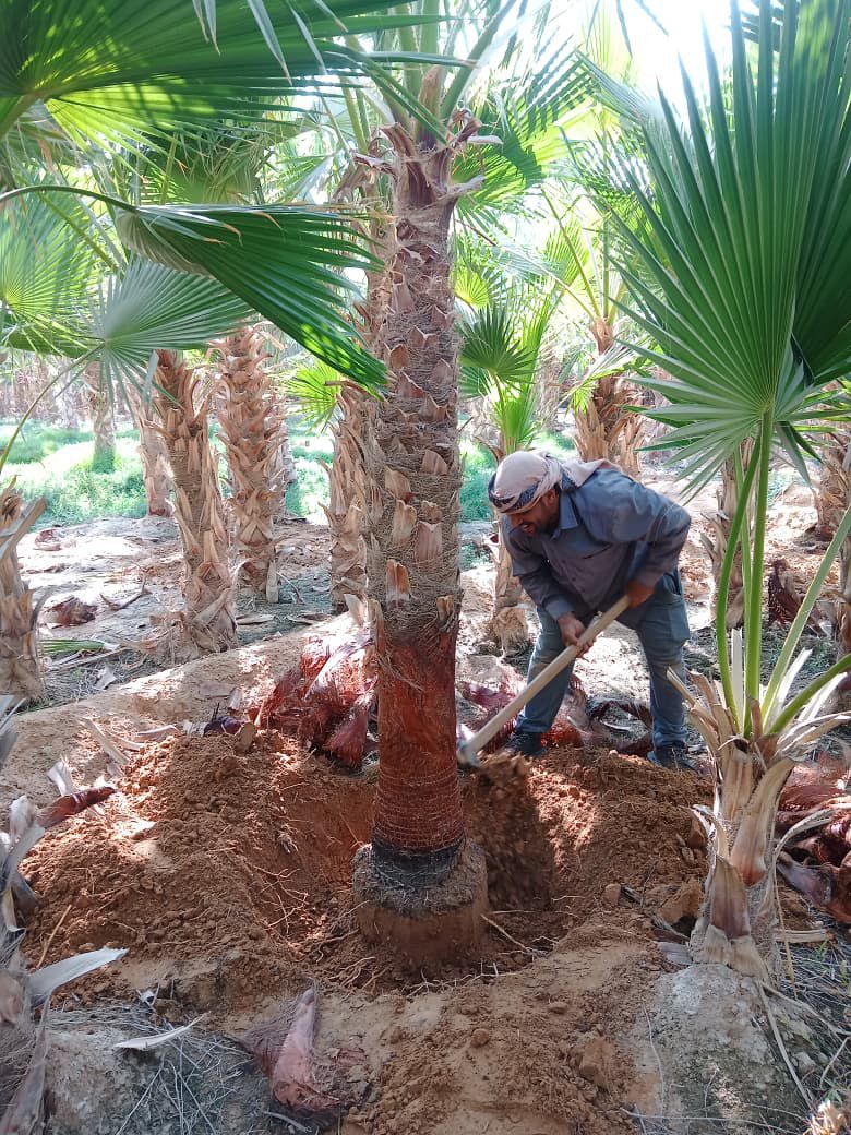 نخل وشنطونيا لزينت القصور والفلل والاستراحات والبي