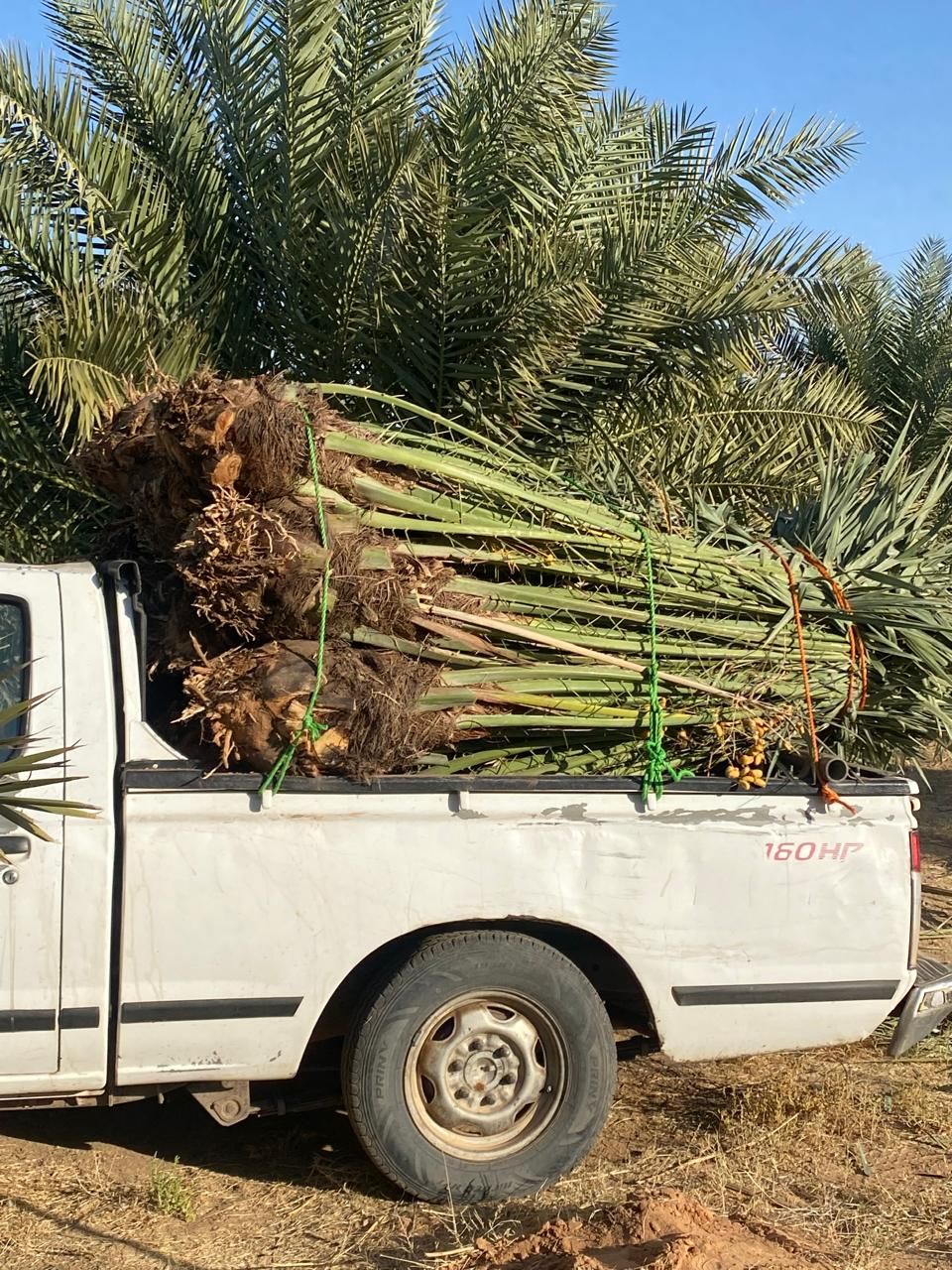 نخل البيع جميع أنواع النخيل إلا جميع مناطق المملكة