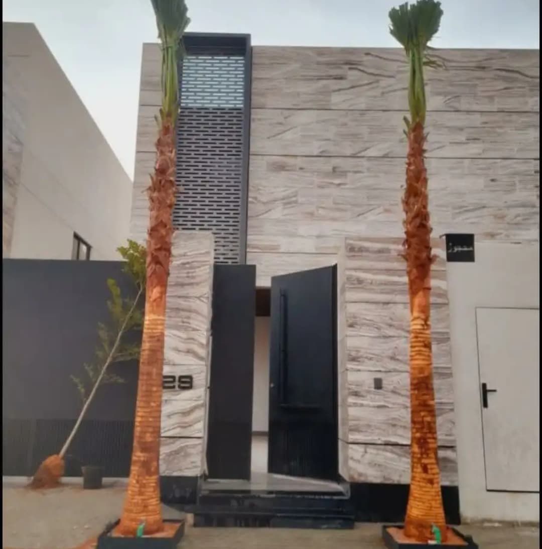 نخل للبيع بجميع انواعه وكافت مقاساته المختلفة