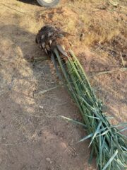 444e90cf-0f38-4d3e-bab8-4e94a45e1688