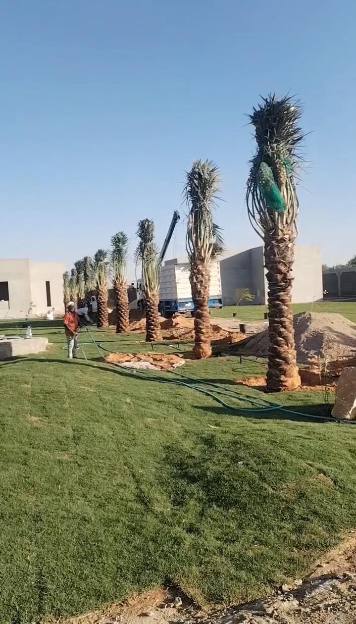 نخل للبيع بجميع انواعه وكافت مقاساته المختلفة