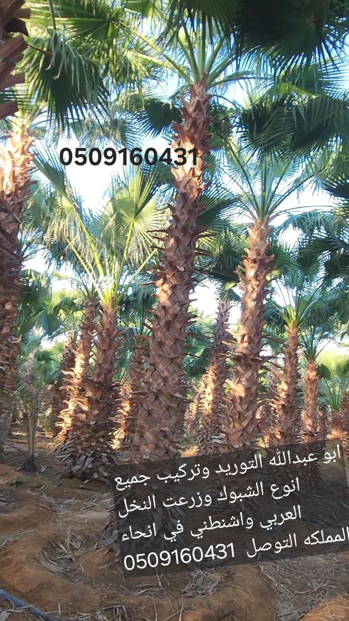 الرياض
