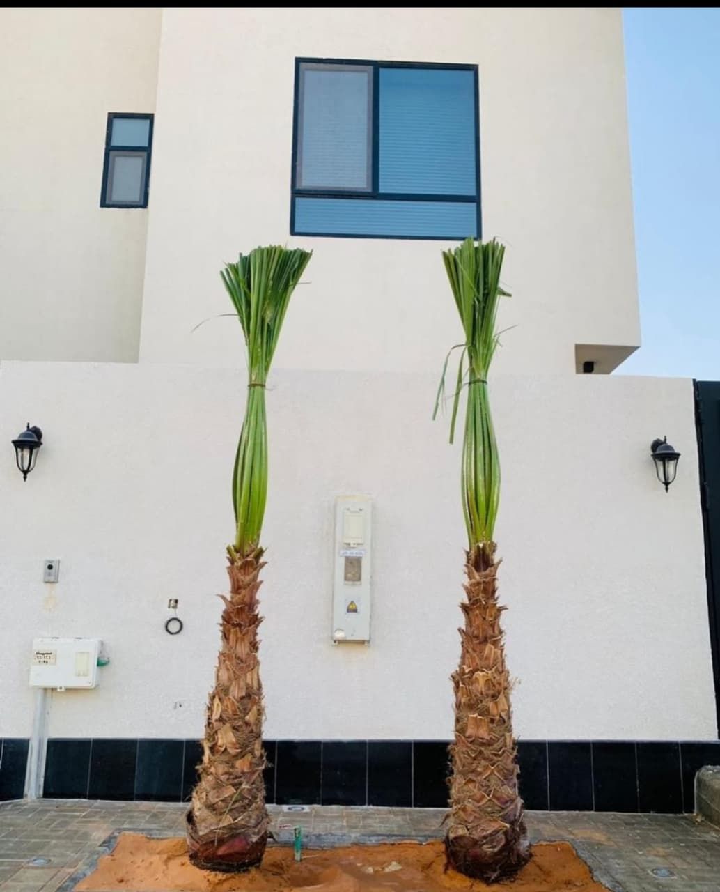 نخل مثمر للبيع ونخل زينه وكماء يوجد لدينا قسم خاص