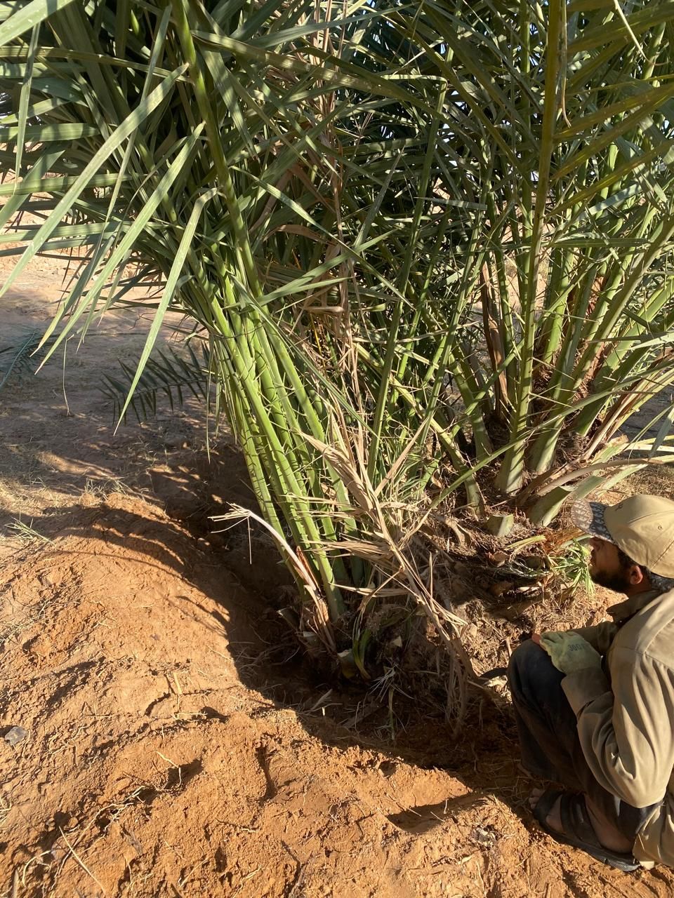 نخل البيع مكه جده الطياف