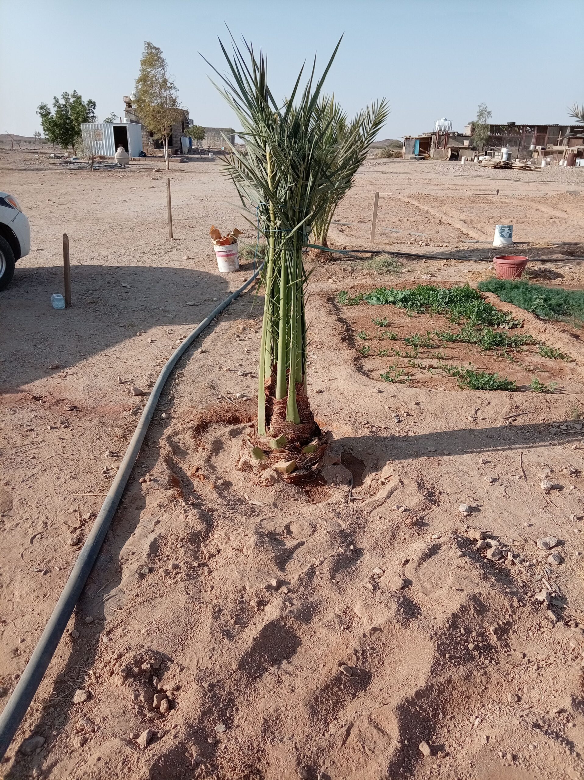 يوجد الدينا نخل البيع جميع أنواع النخل في انحا الم