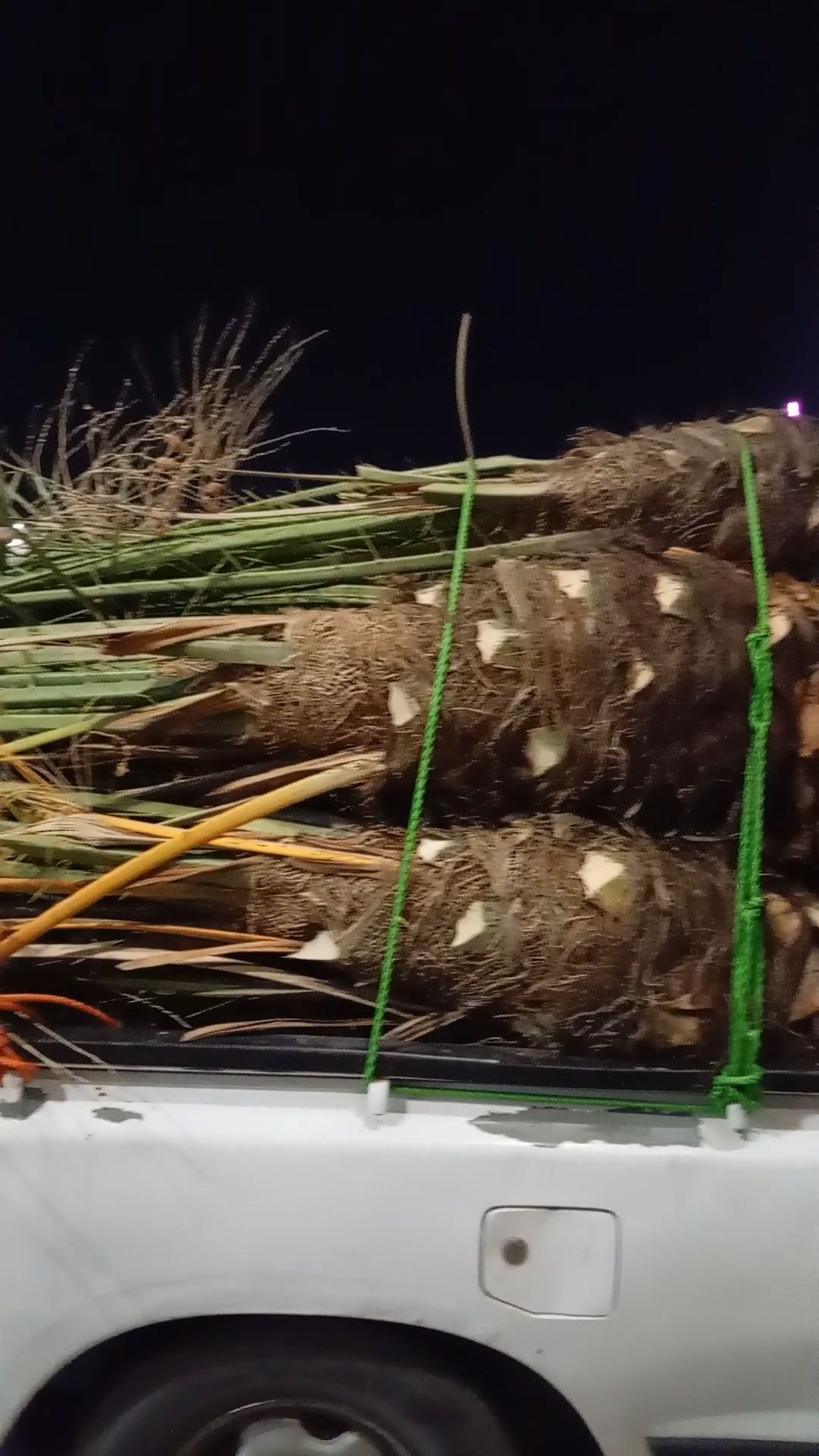 يوجد نخل البيع جميع أنواع النخيل متوفره