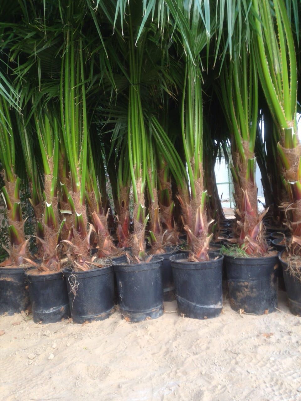 نخل للبيع بجميع انواعه وكافت مقاساته المختلفة