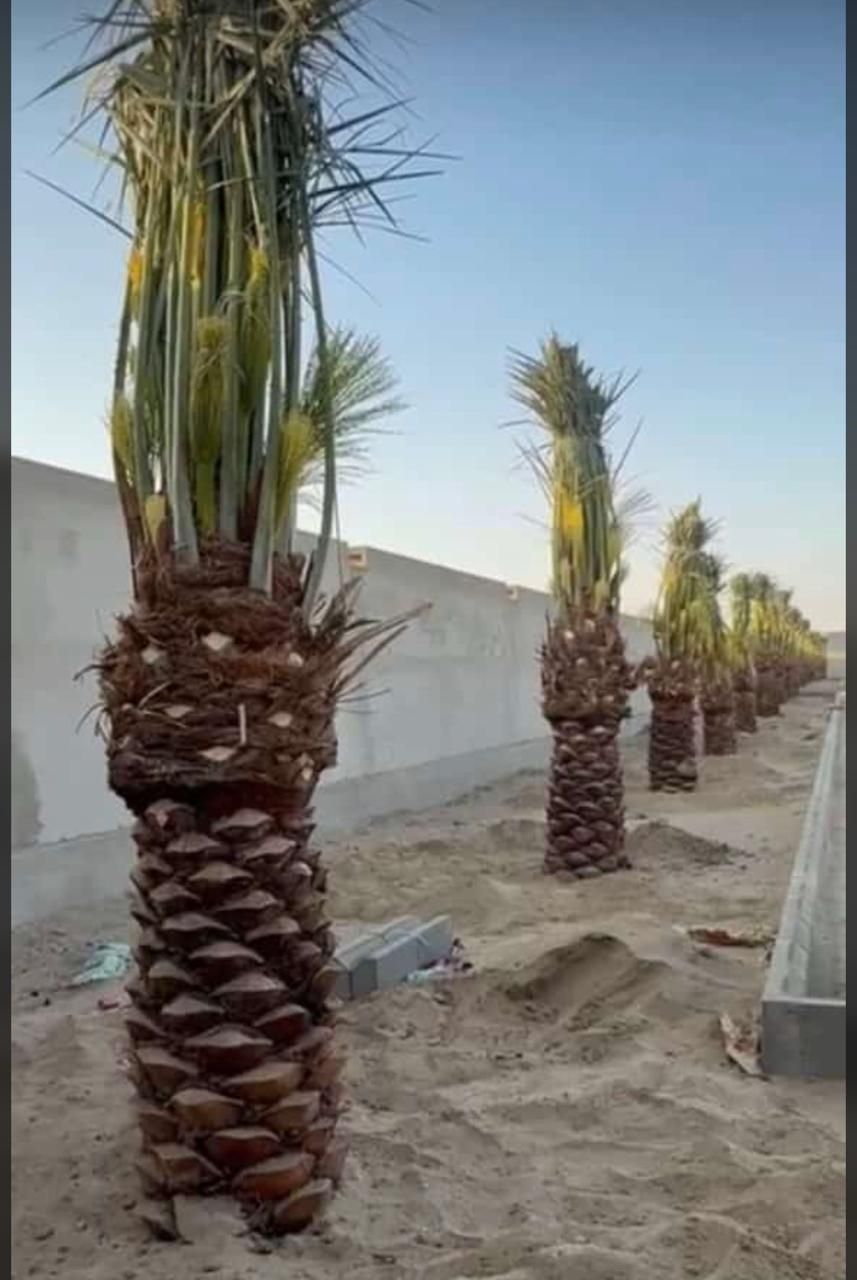 نخل البيع متوحد معنا جمسع الطقسات