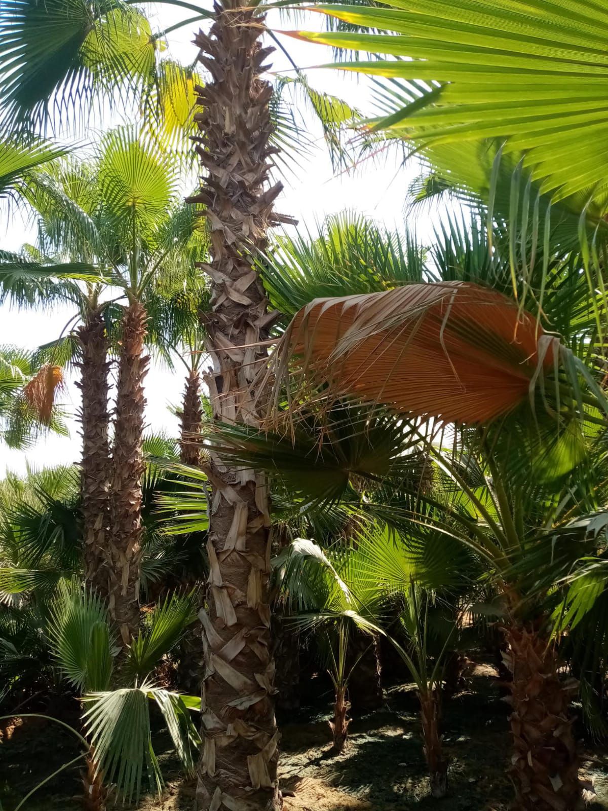 نخل مثمر للبيع ونخل زينه وكماء يوجد لدينا قسم خاص