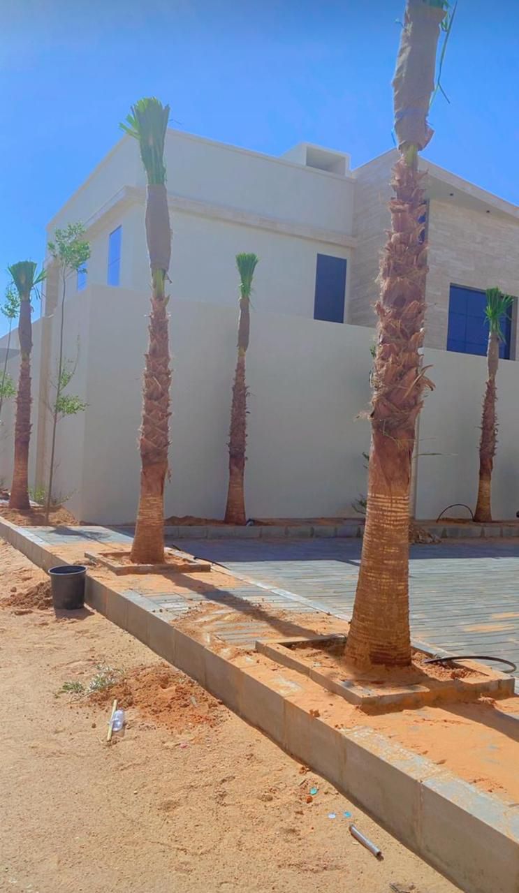 نخل للبيع بجميع انواعه وكافت مقاساته المختلفة