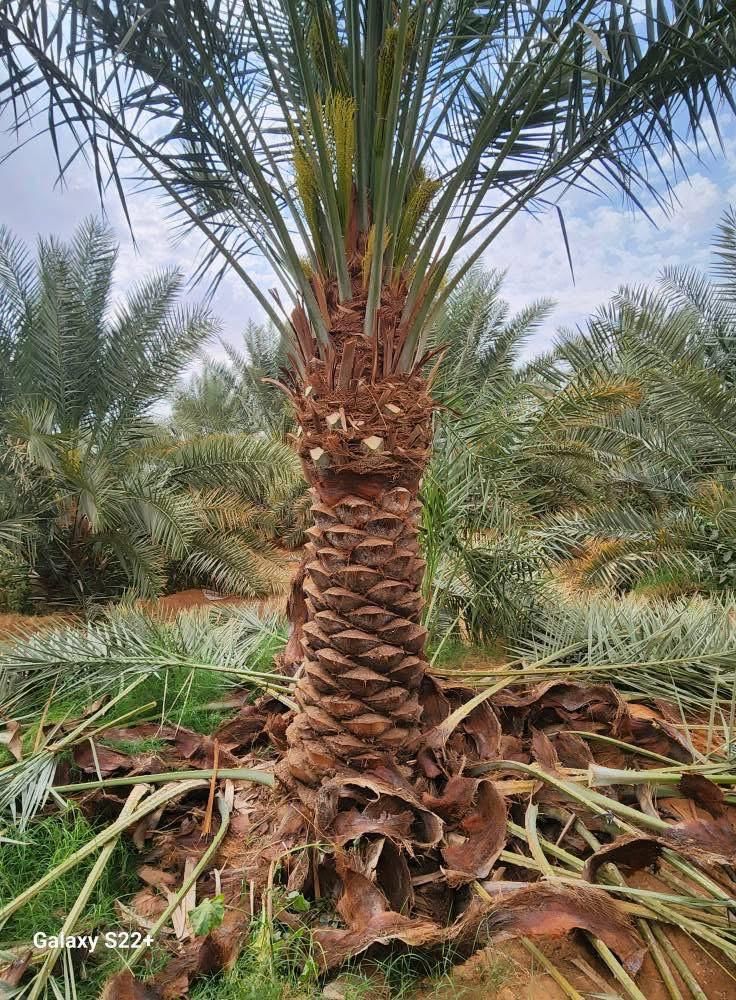 نخل البيع متوحد معنا جمسع الطقسات