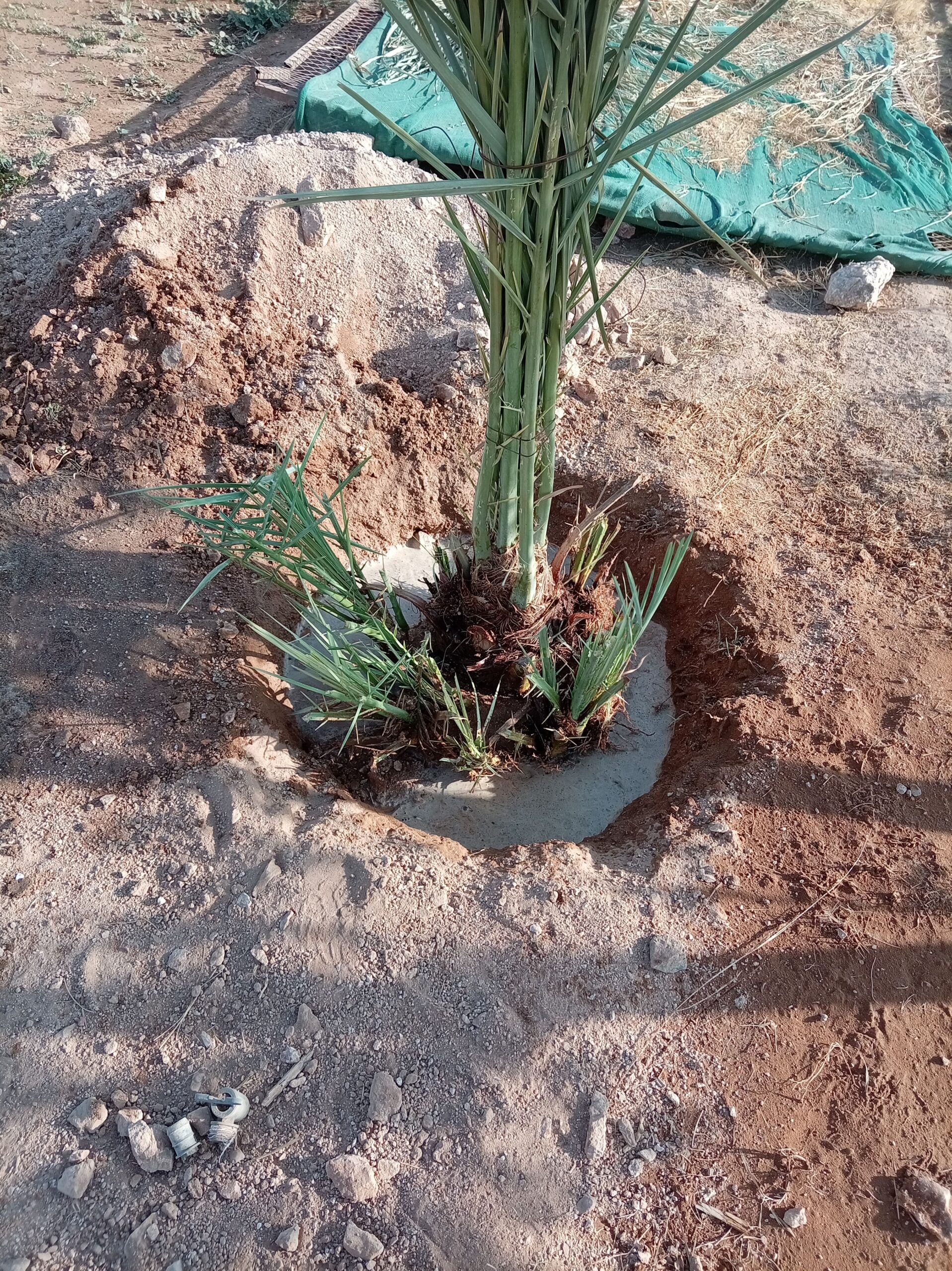 يوجد نخل البيع جميع أنواع النخيل متوفره