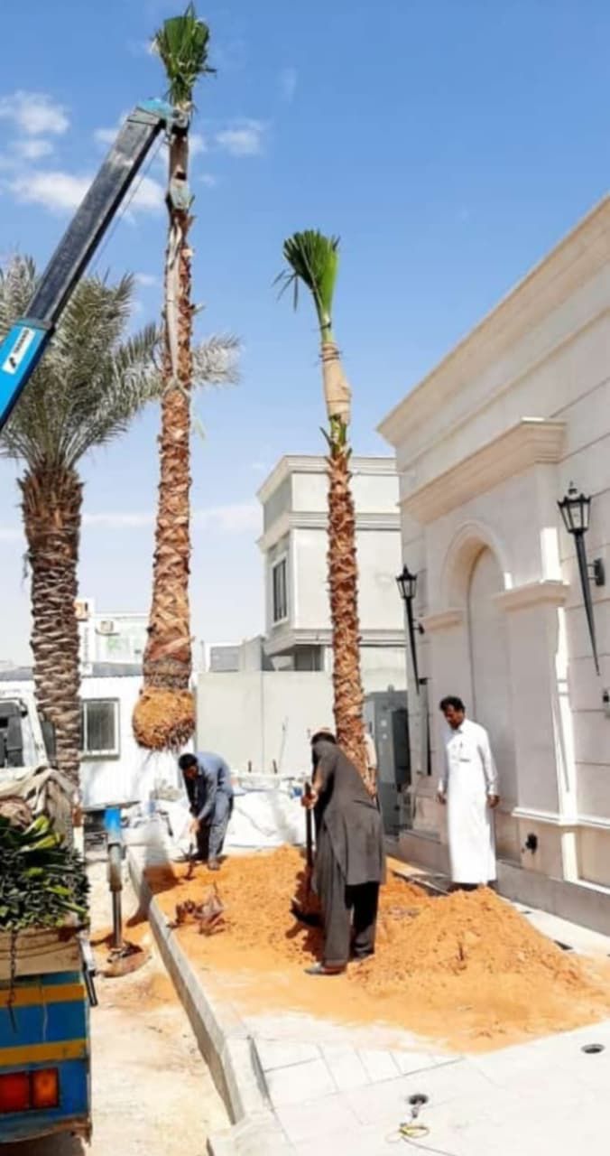 نخل مثمر للبيع ونخل زينه وكماء يوجد لدينا قسم خاص