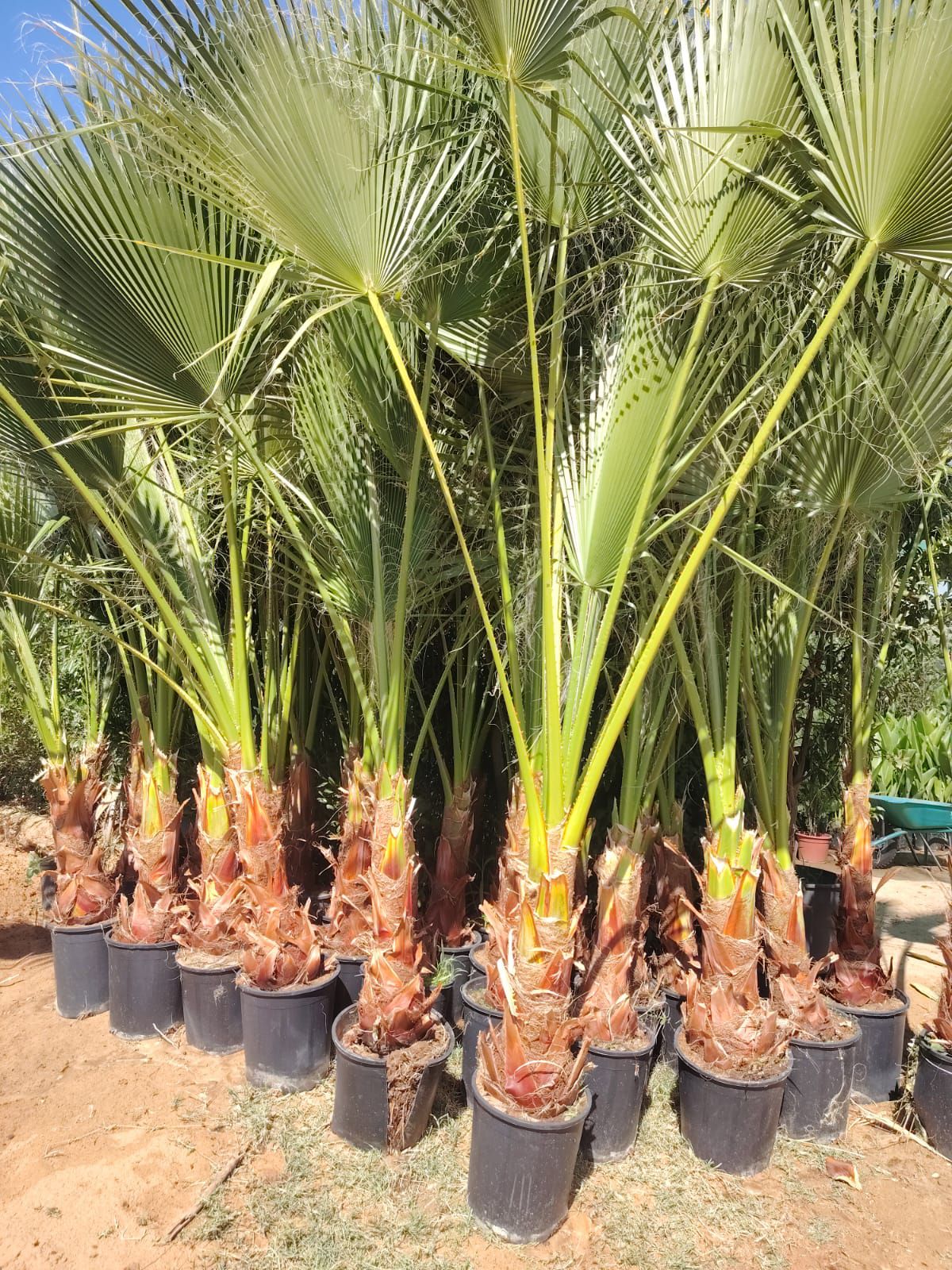 نخل للبيع بجميع انواعه وكافت مقاساته المختلفة