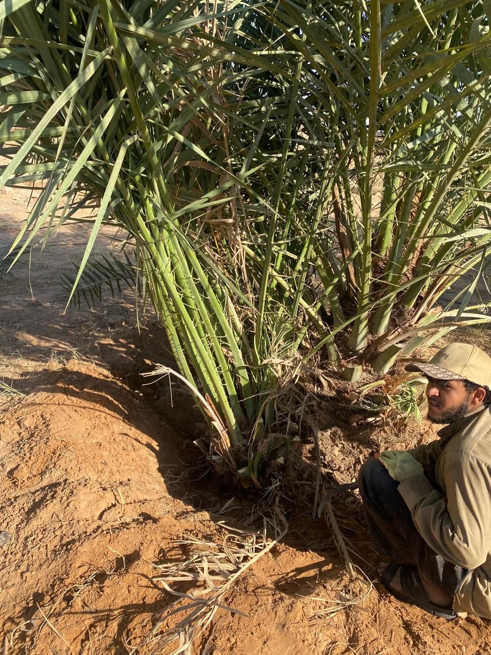 نخل البيع جميع أنواع النخيل إلا جميع مناطق المملكة