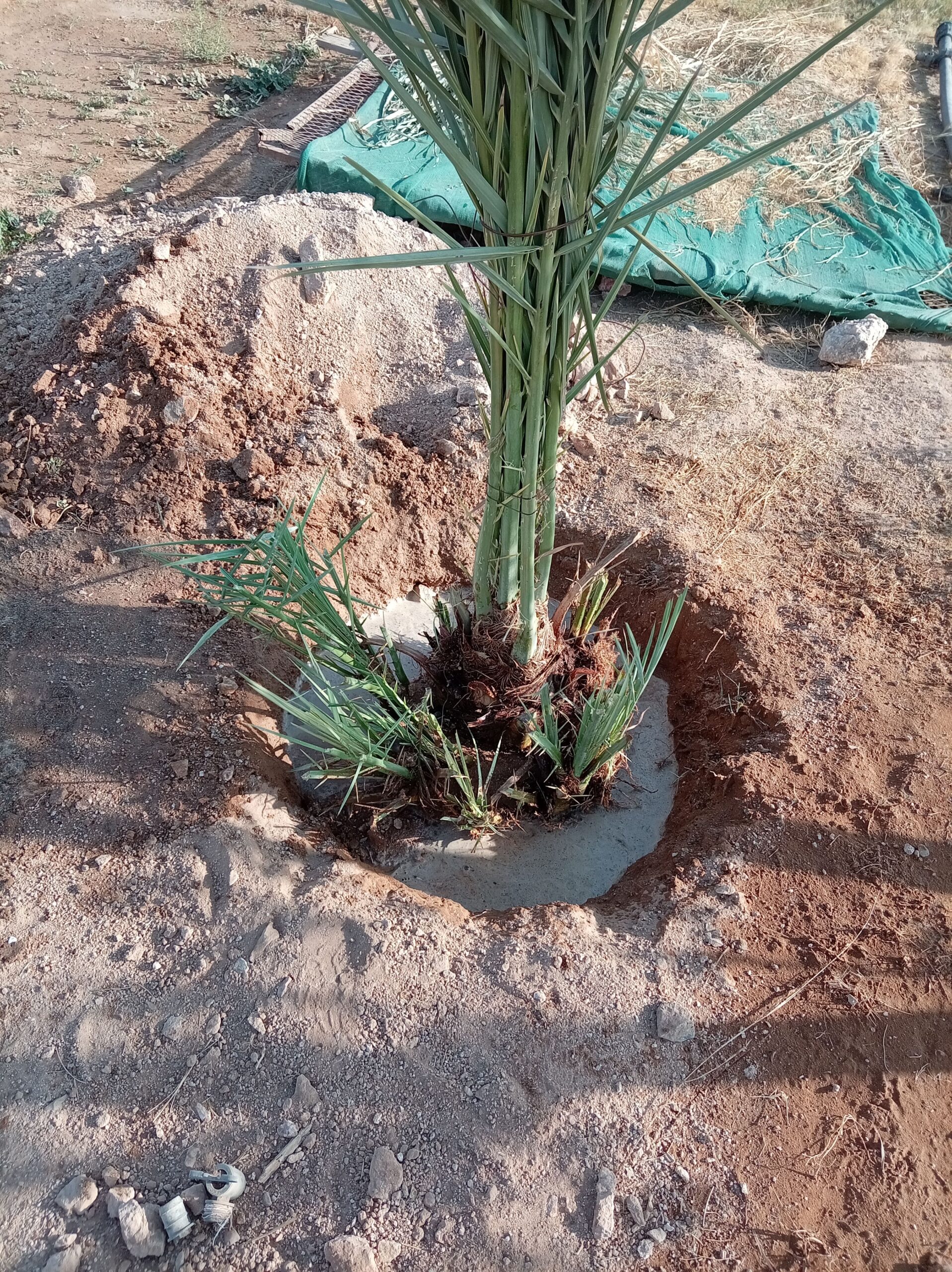 يوجد نخل البيع جميع أنواع النخيل متوفره