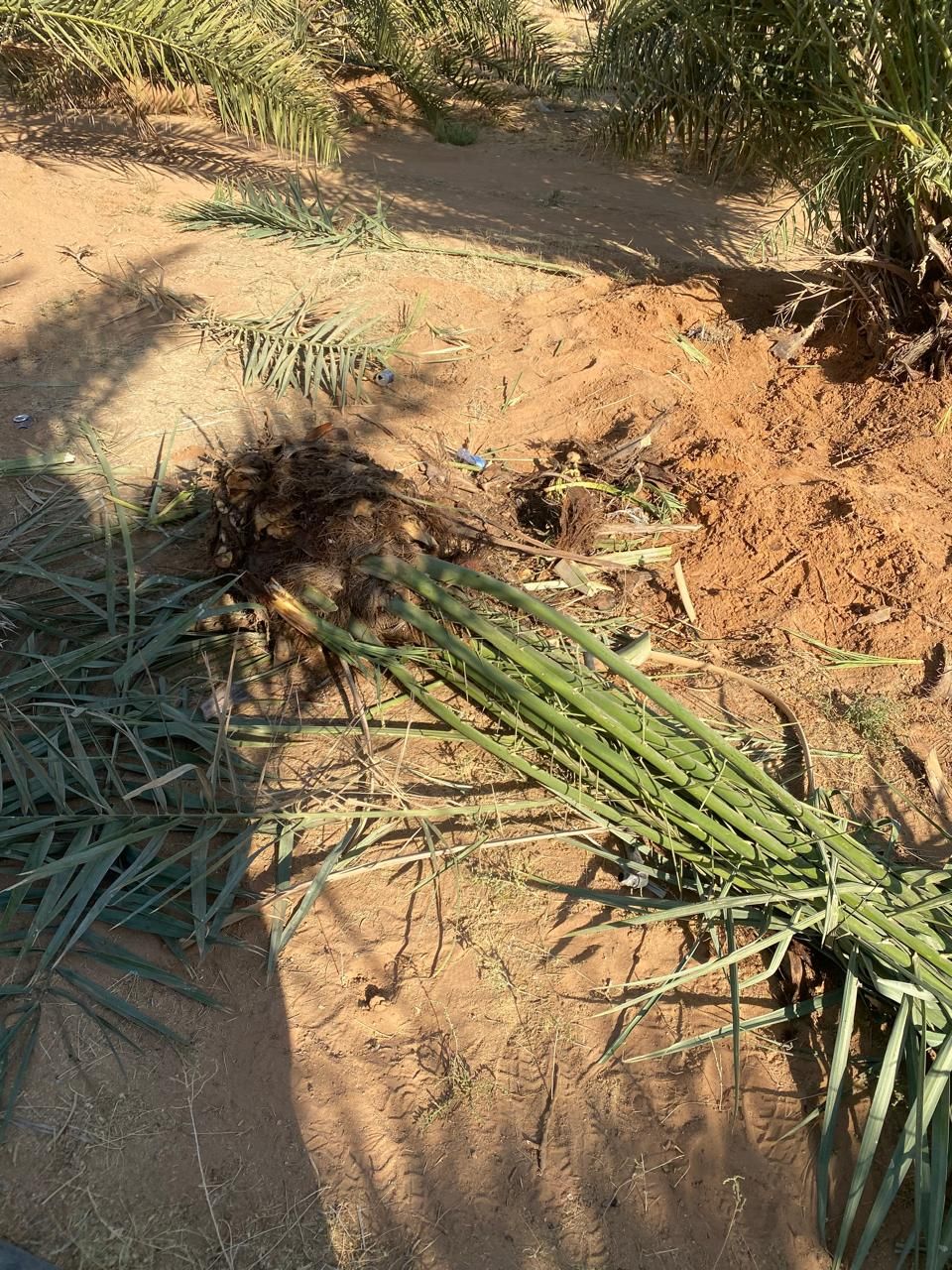 نخل البيع مكه جده الطياف