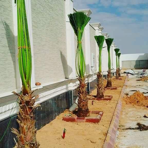 نخل وشنطونيا لزينت القصور والفلل والاستراحات والبي