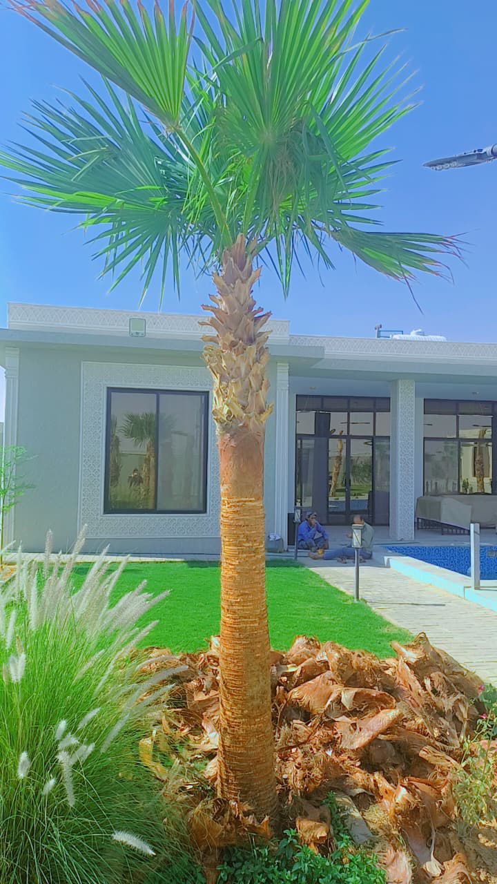 نخل للبيع بجميع انواعه وكافت مقاساته المختلفة