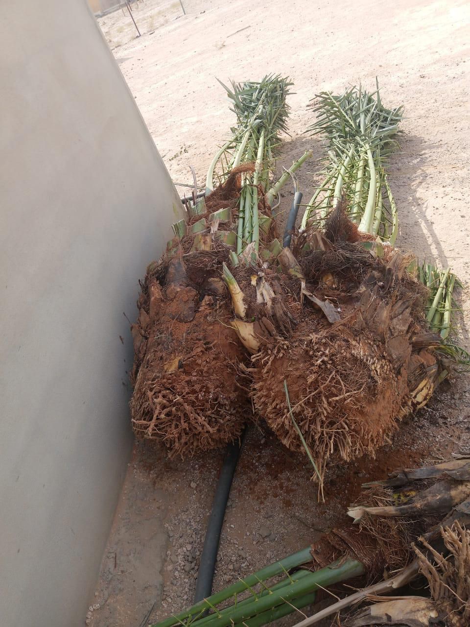 نخل مثمر للبيع ونخل زينه وكماء يوجد لدينا قسم خاص