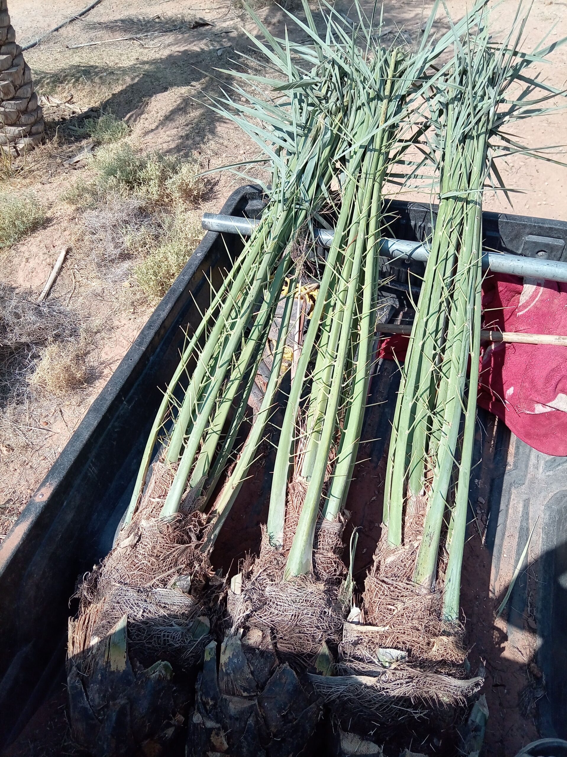 يوجد الدينا نخل البيع جميع أنواع النخل في انحا الم