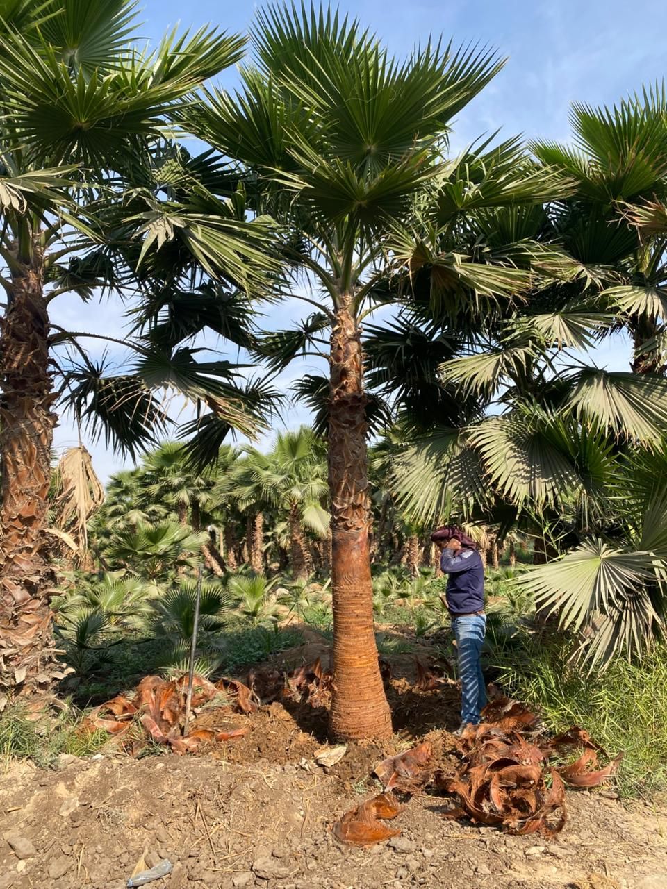 نخيل وشنطونيا