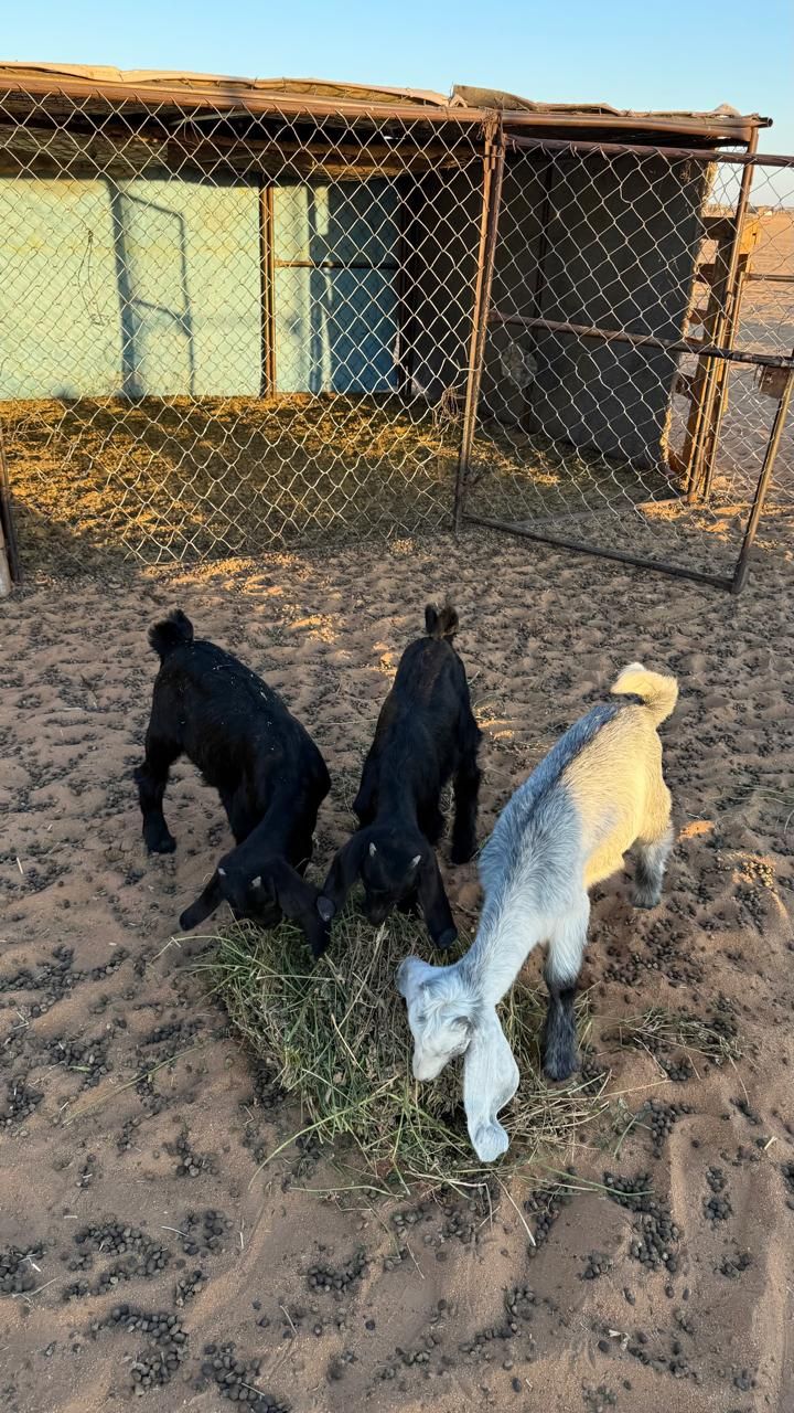 تيوس ذبايح لباني