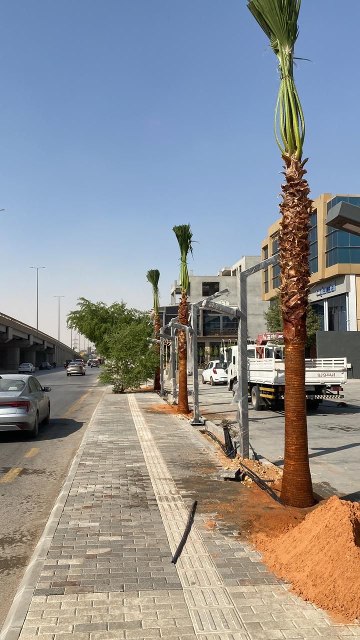 نخيل وشنطونيا