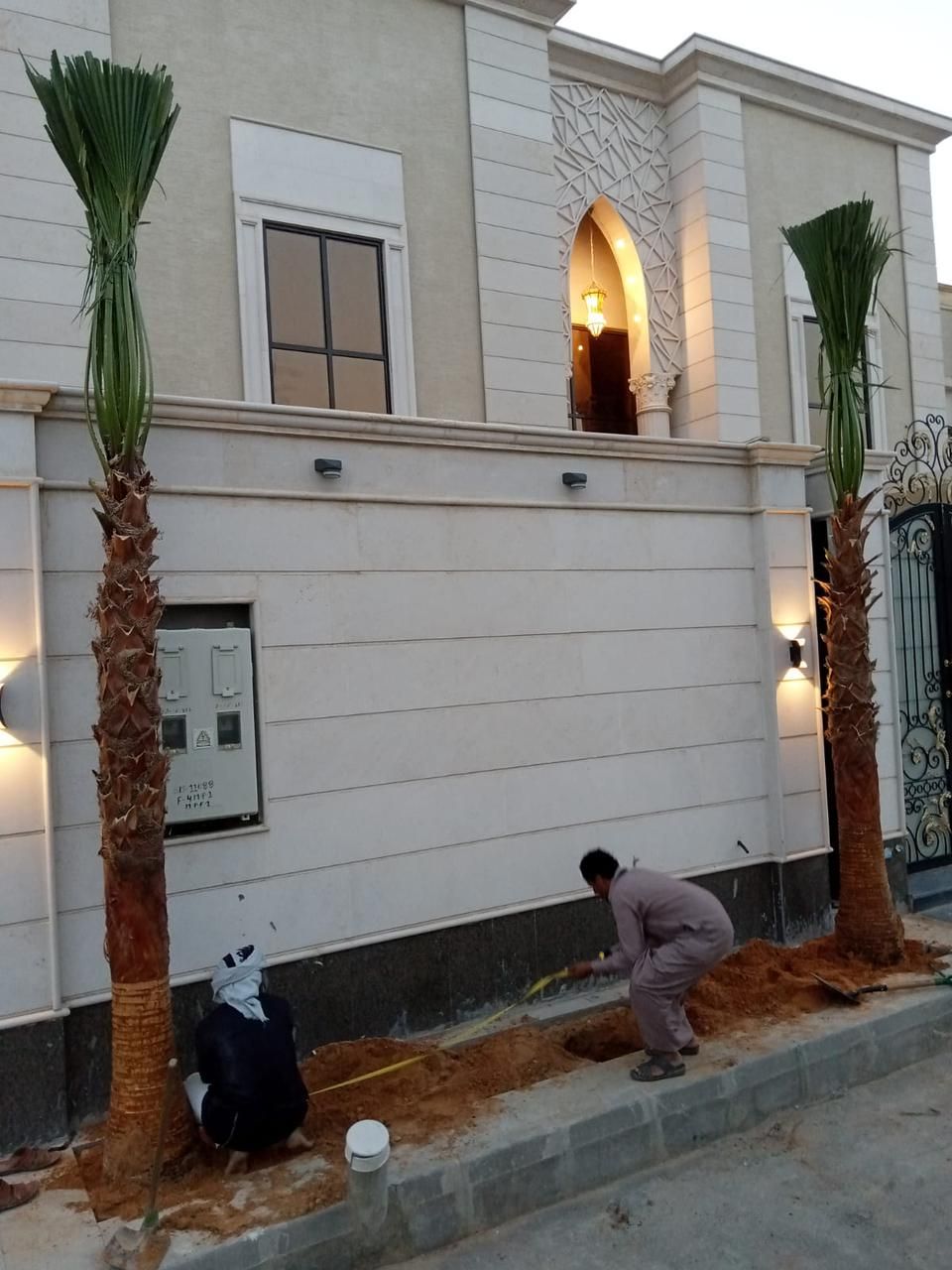 نخيل وشنطونيا