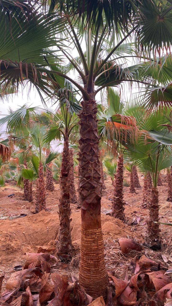 نخيل وشنطونيا