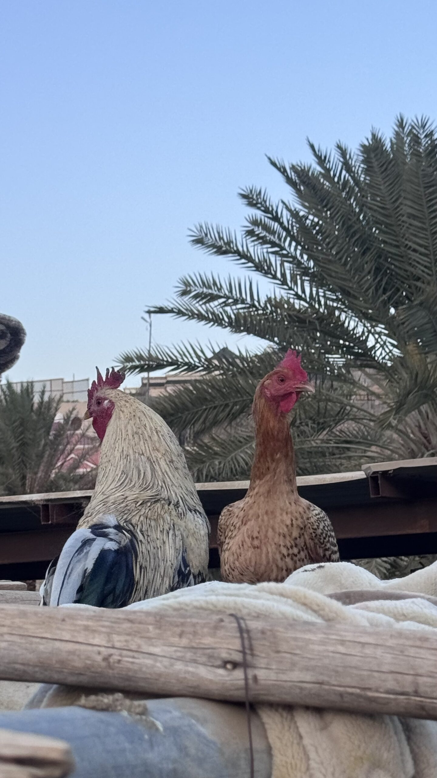 دياكه للبيع