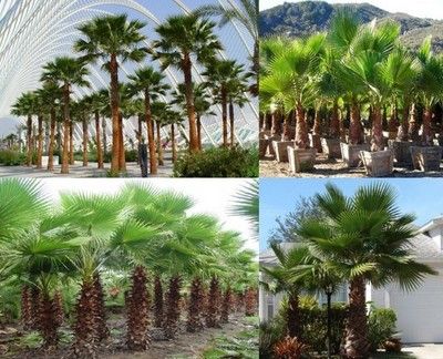 نخيل زينه واشنطوني