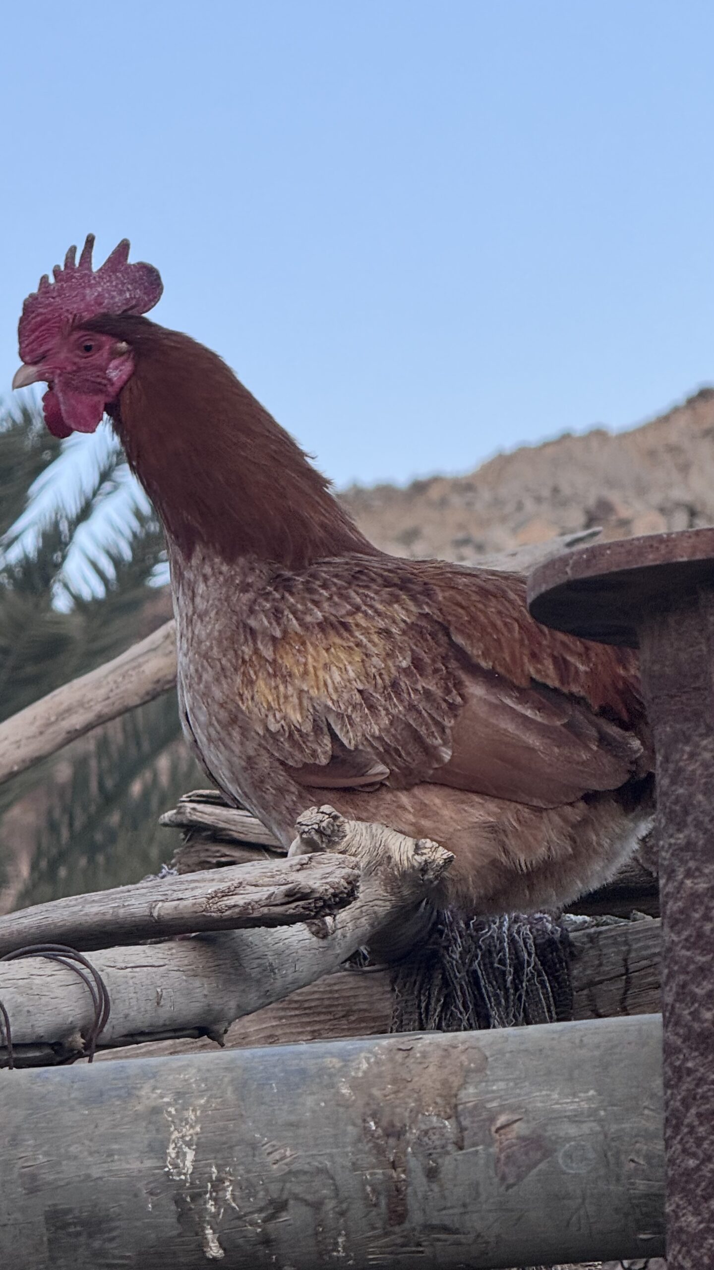 دياكه للبيع