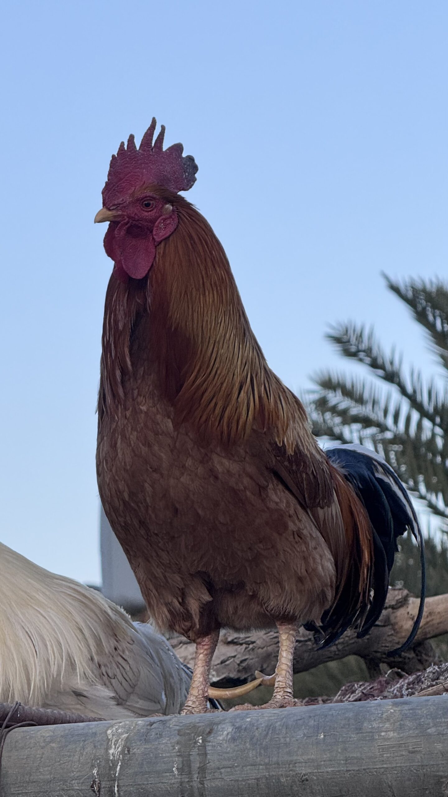 دياكه للبيع