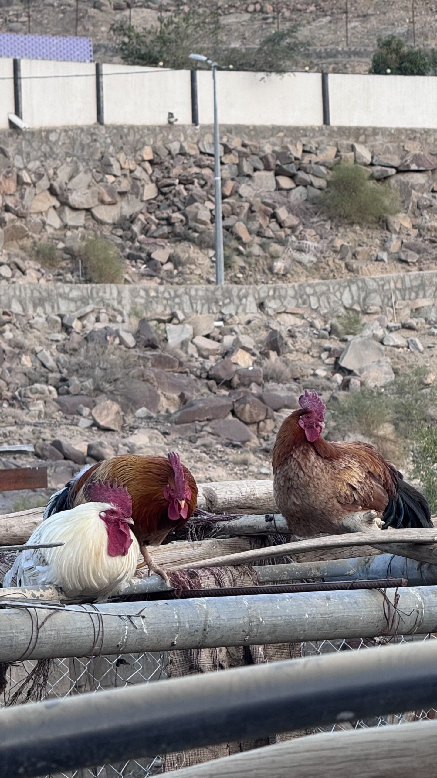 دياكه للبيع