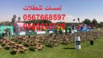 تنظيم حفلات ,لوازم حفلات ,كراسي ,طاولات