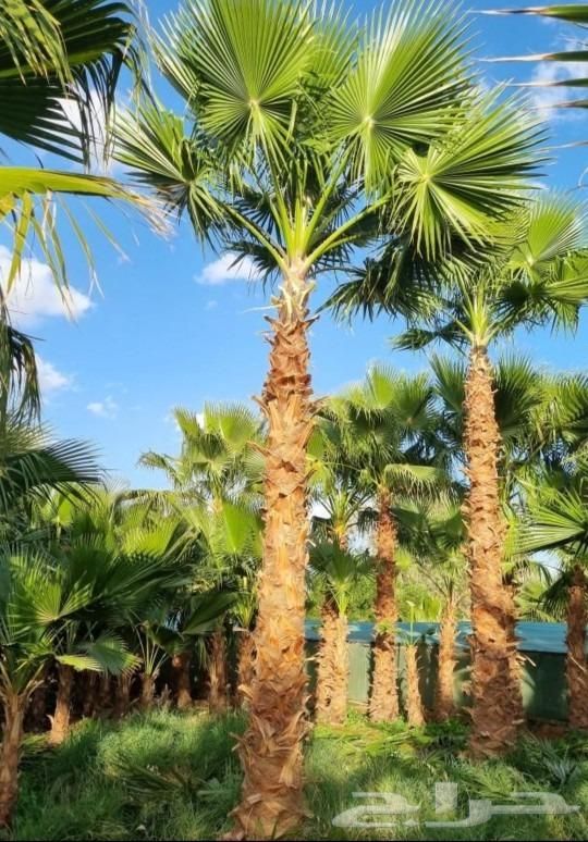 نخيل زينه واشنطوني